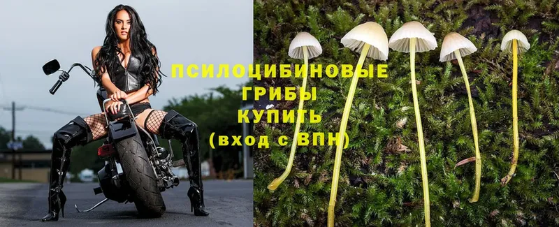 купить закладку  Алапаевск  Псилоцибиновые грибы Psilocybe 